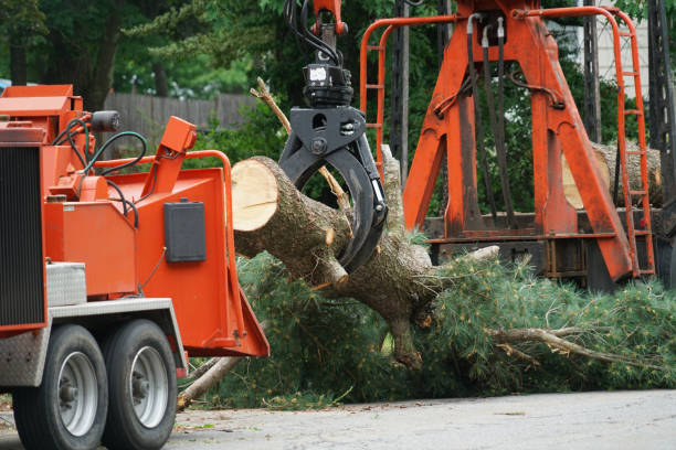 Best Stump Grinding and Removal  in Lanark, IL